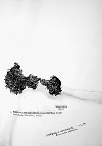 Cladonia foliacea image